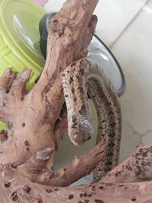 Продам Змею. Полоз