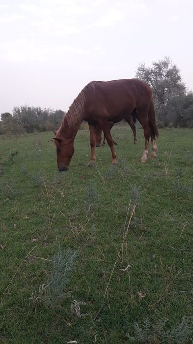 Продается жеребец 1,4