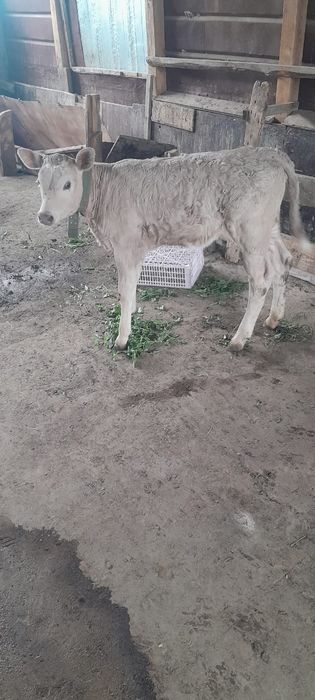 Продам корову с телёнком