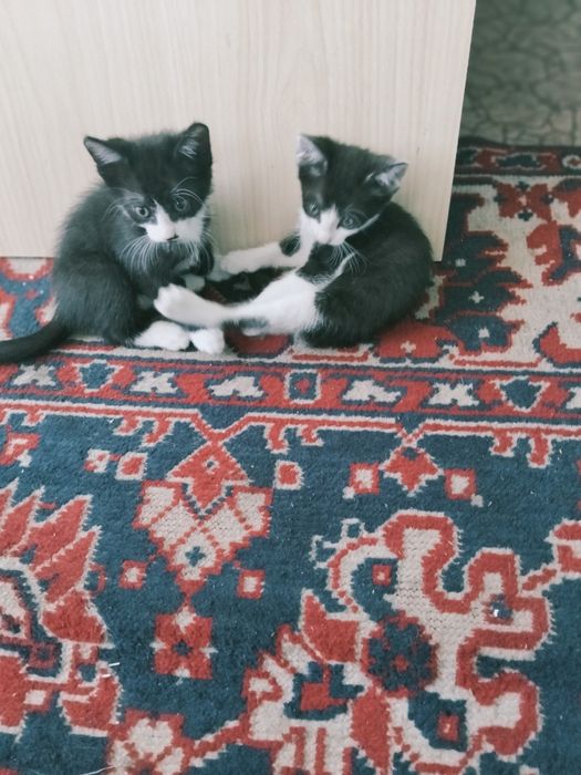 Весёлая семейка кошек