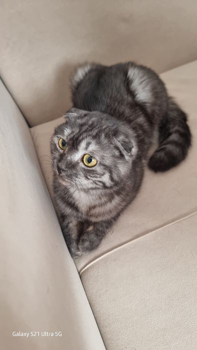 Кошка вислоухая.
