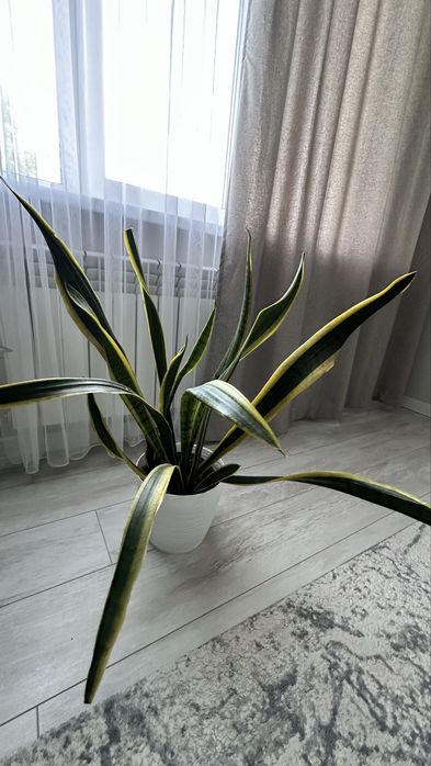 Продам большой цветок