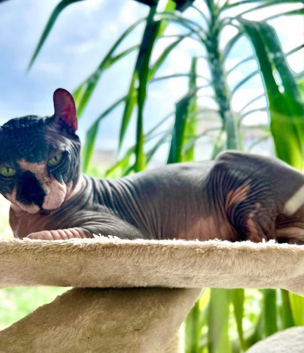 Pui de pisică Sphynx Elf / Canadian Sphynx Născuți la data de 06.03.2026