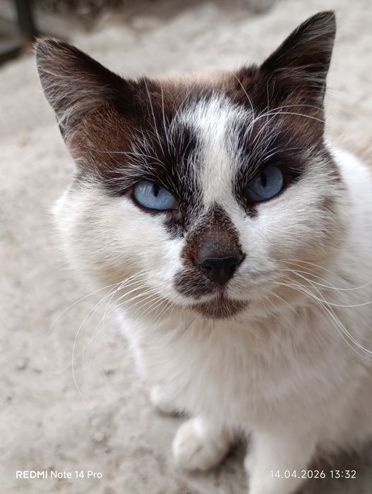 Отдам кошку в добрые руки