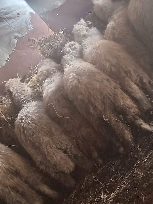 Se vinde oaie grasă și cârlani