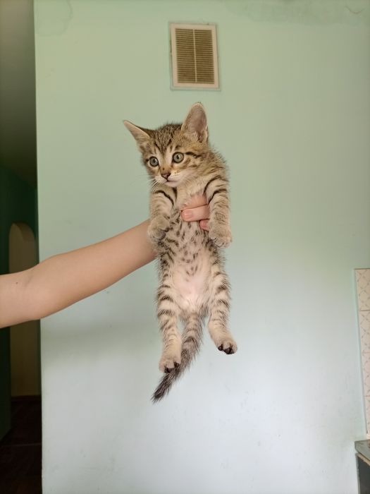 Котёнок мальчик продам.