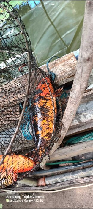 Риби таранка,златни и Кои, изграждане на градински езерца