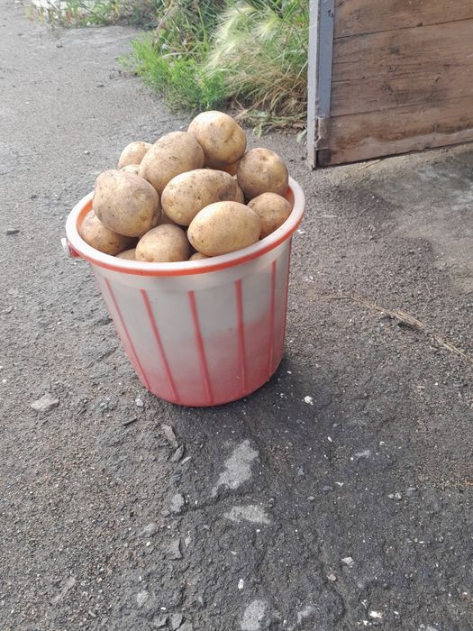 Продам дачный картофель