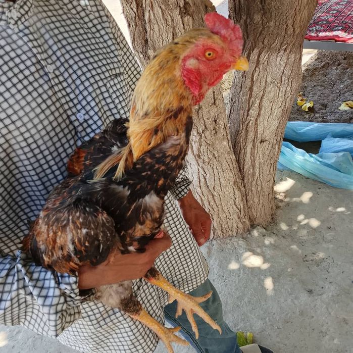 Kulangi tuxumlariga zakaz olamiz