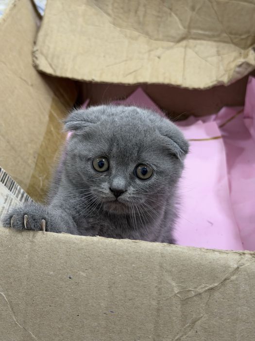 Продается Шотландские котята