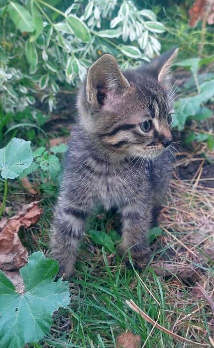 Котята ищут хозяина