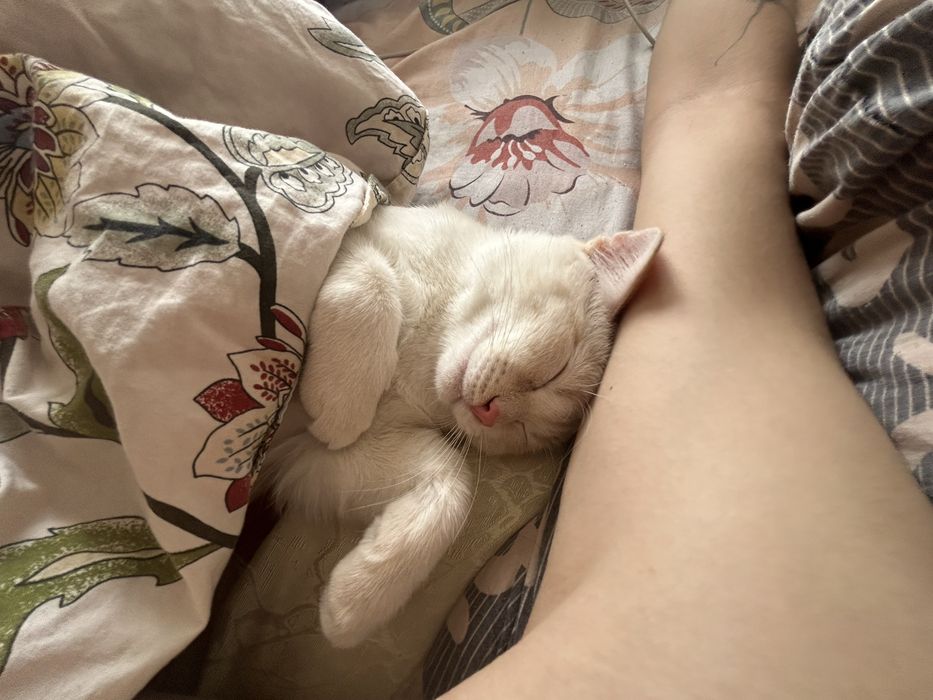 котенок полугодовалый ищет семью