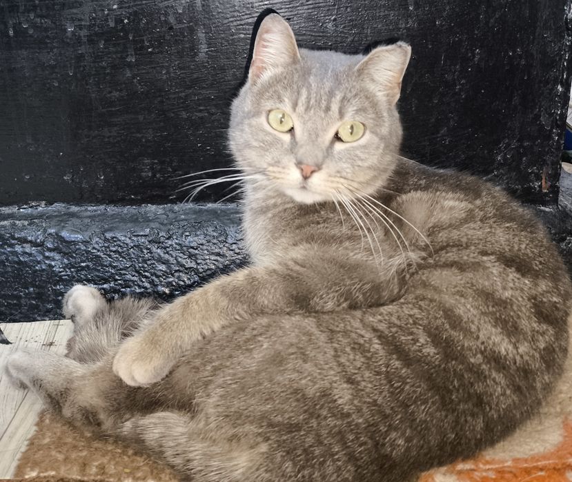 Отдам даром кота