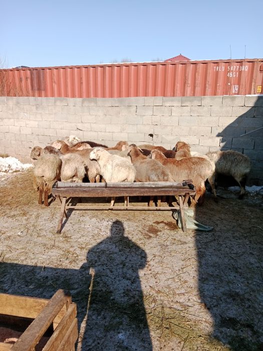 Кой сатылады Продаю баран