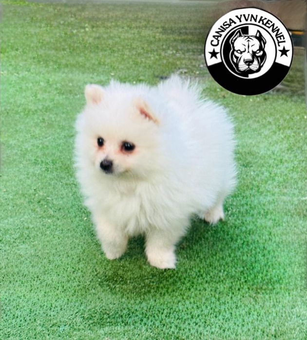Mascul pomeranian miny cu pedegree
