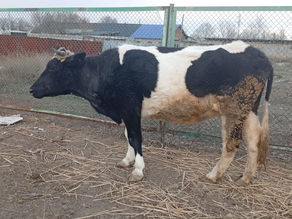 Семыз Сиыр сатылады