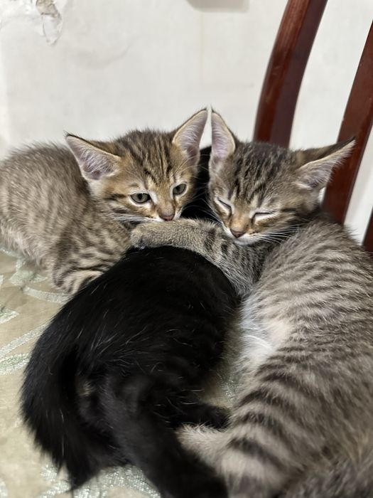 Отдам котят бесплатно
