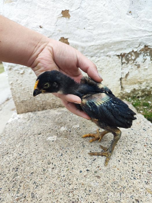 Shalpang Joʻjalar sotiladi