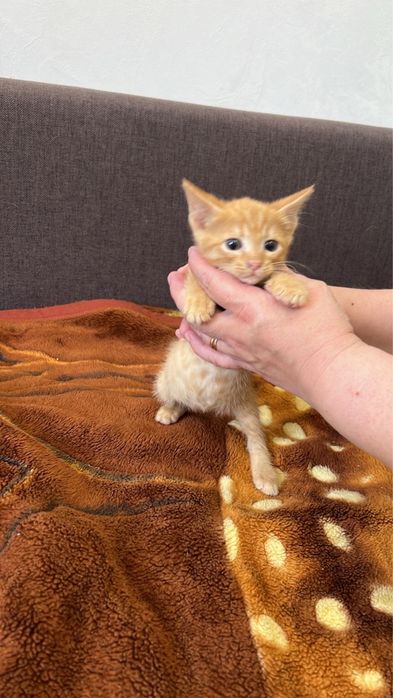 Отдам в добрые руки замечательных котят