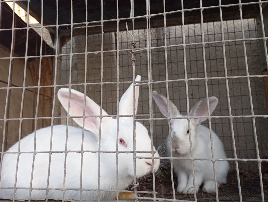 Домашний куёнла бор