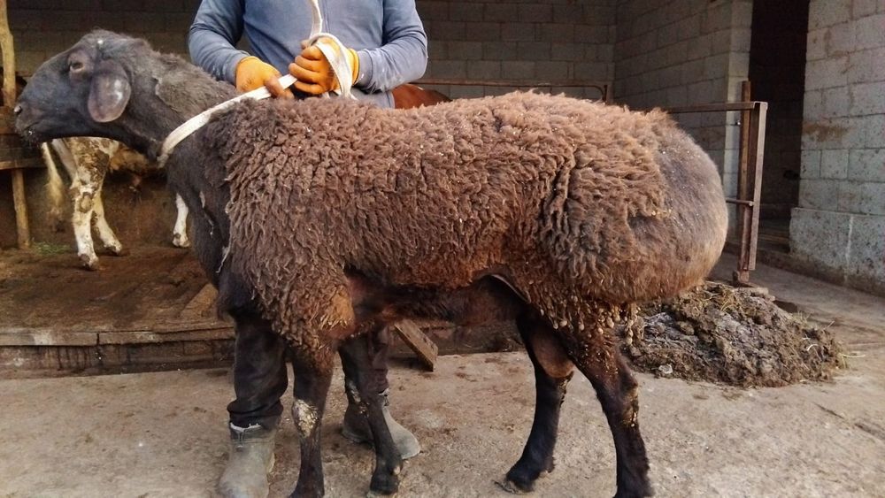 Кошкар сатылады урыктыкка