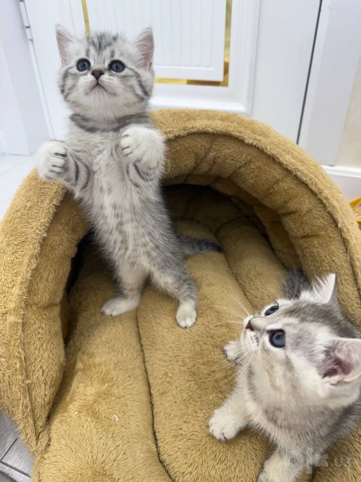Продаются котята британские шиншилы