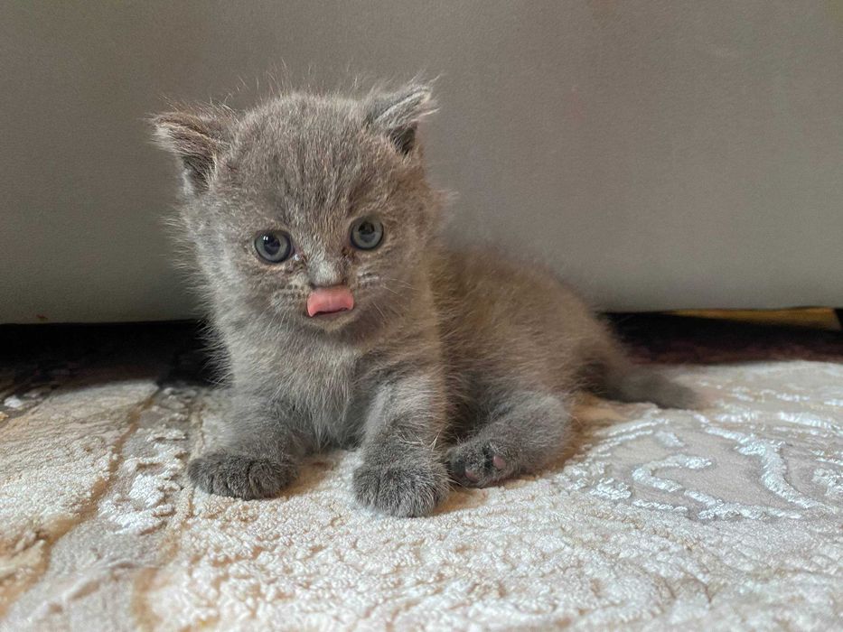 Skoch Fold mushukcha sotiladi!