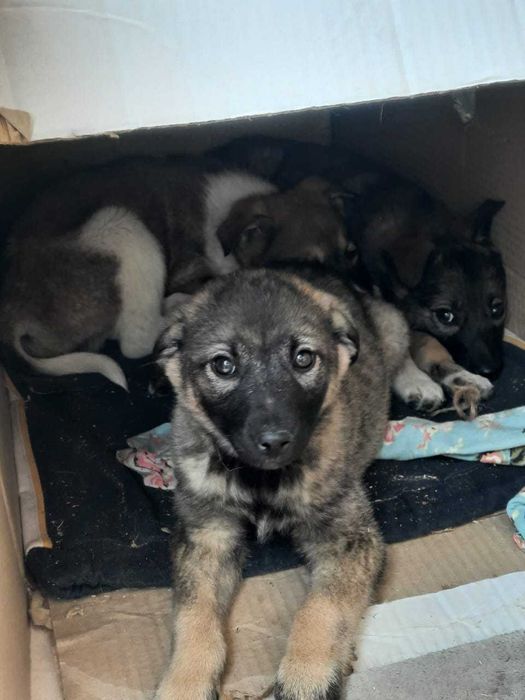 Отдаем щенка в добрые руки