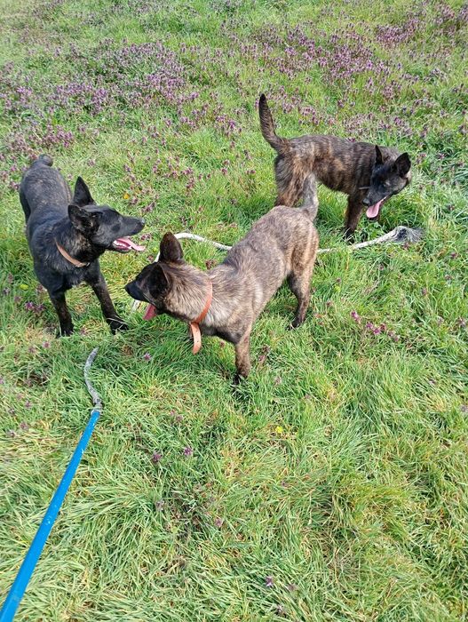 Кучета Белгийска овчарка