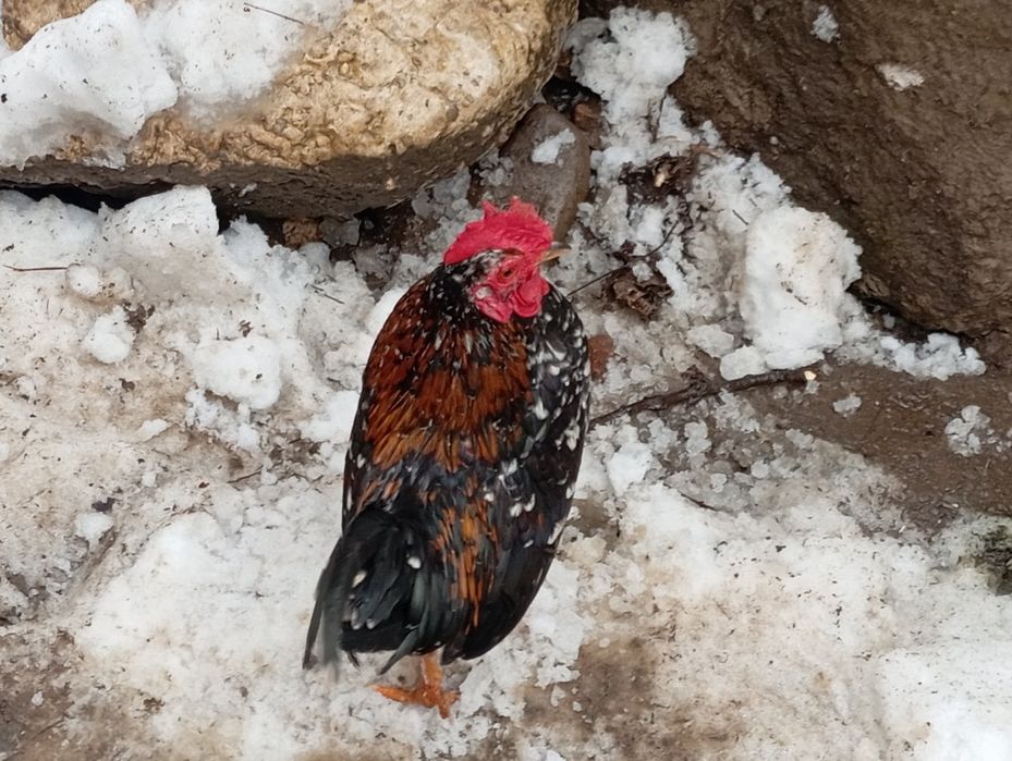 Vând găină și Cocoși pitici