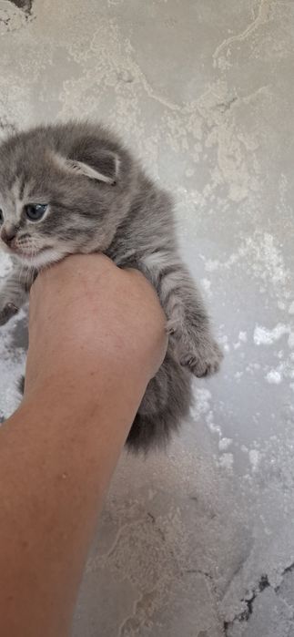 Шотландские вислоухие котята