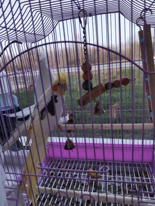 Nimfa tineri si crescute frumos