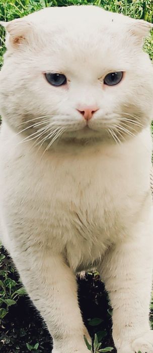 Scottish fold срочно сотилади