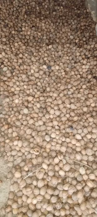 Nuci de vânzare,Harmanestii Vechi