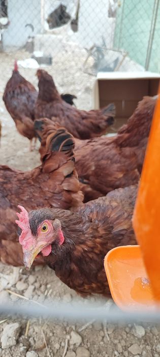 Род Айленд ( род исланд) уругланган тухумлари