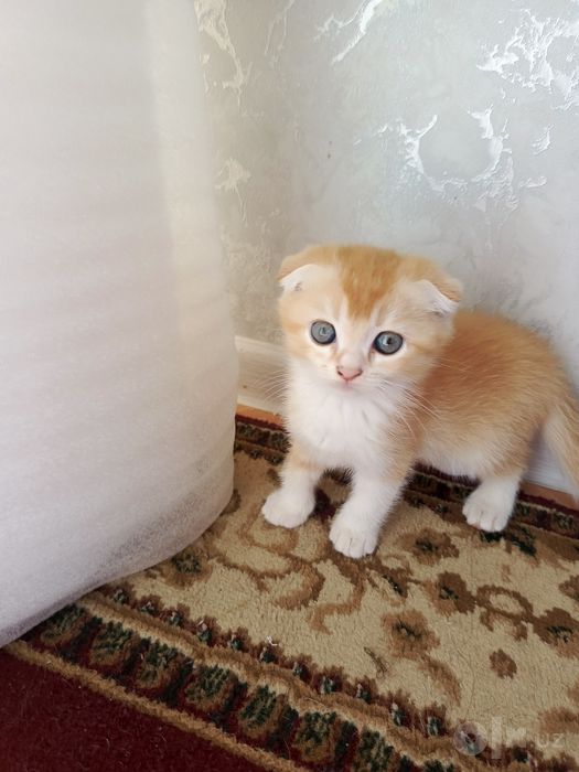 Шотландские вислоухие котята