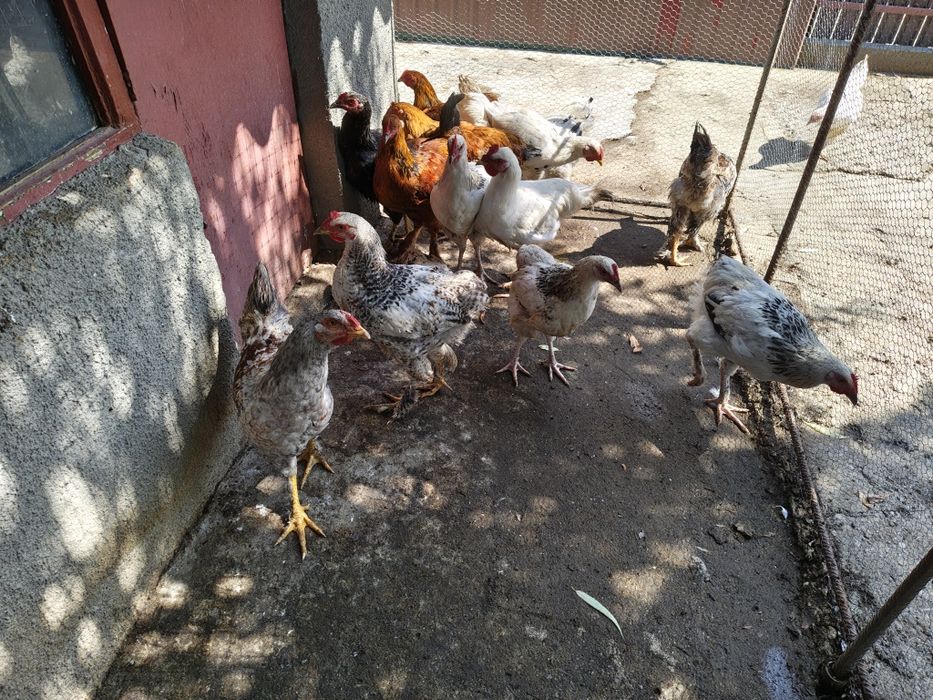 Cocosi de vânzare