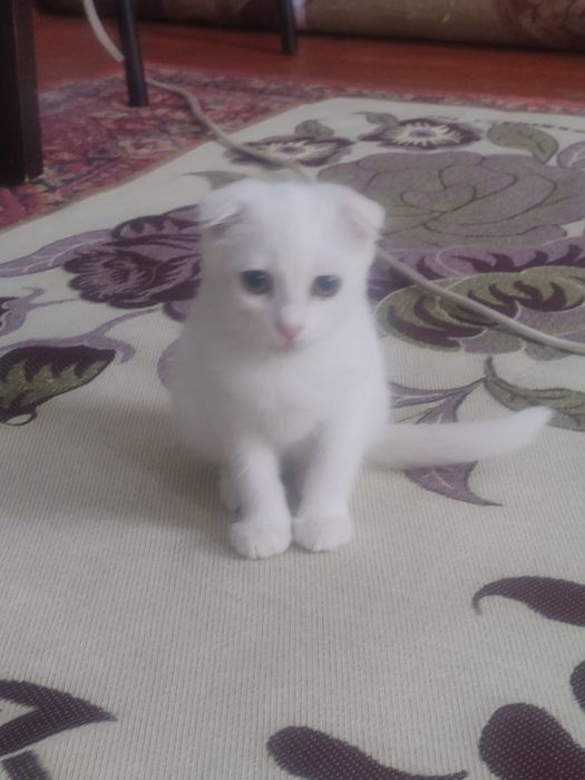 Котенок девочка,ласковая ,игривая.