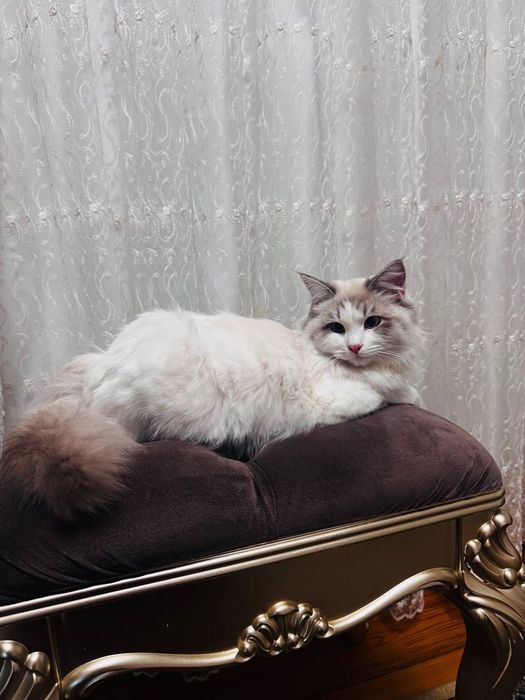 продаётся чистокровный рэгдолл