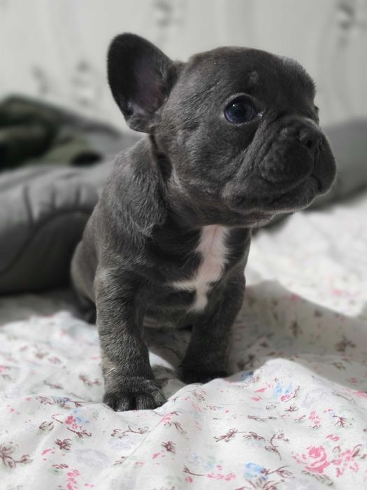 Мъжки и женски френчита