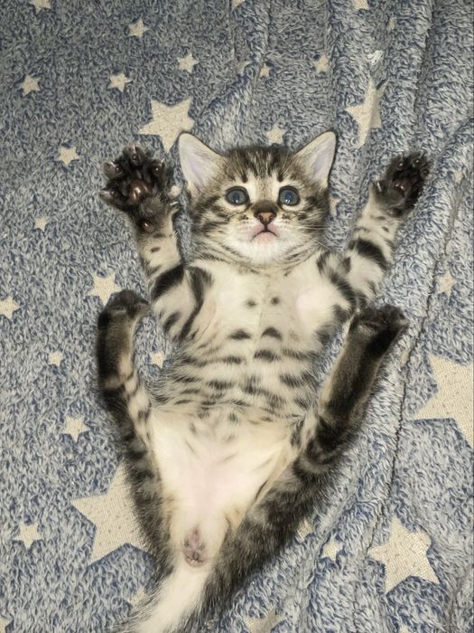 Продам бенгальских котят