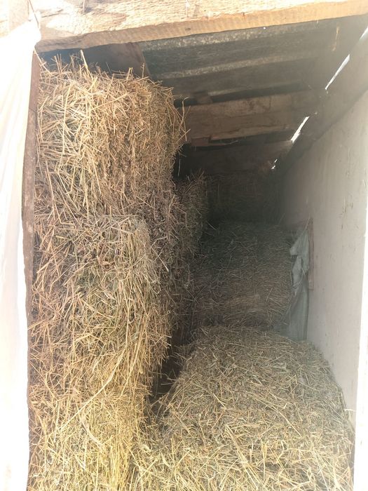 Продаю утят и сено