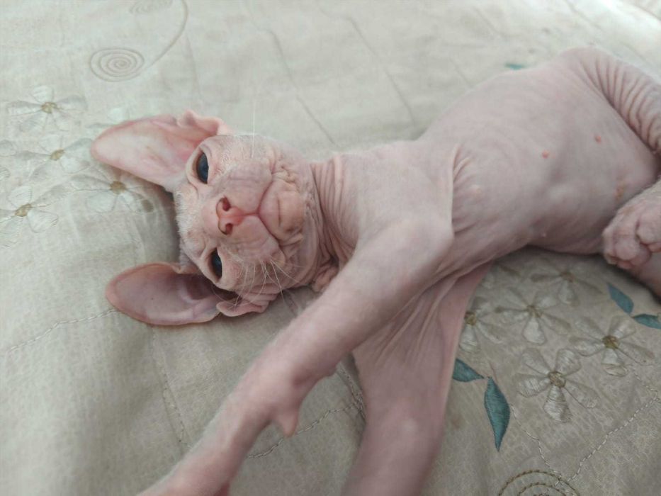 Донской Сфинкс мальчик