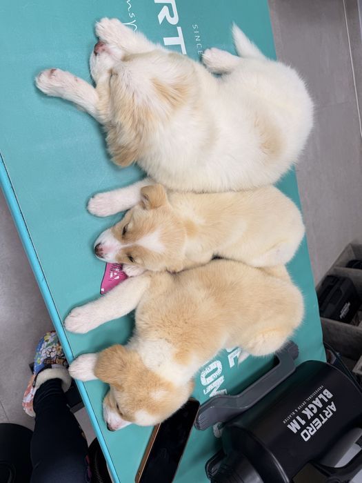 3 женски кученца търсят домове