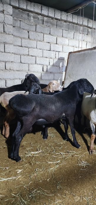 Srochna sotiladi
