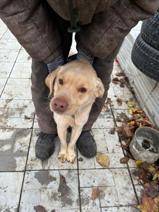 Отдам бесплатно Лабрадора