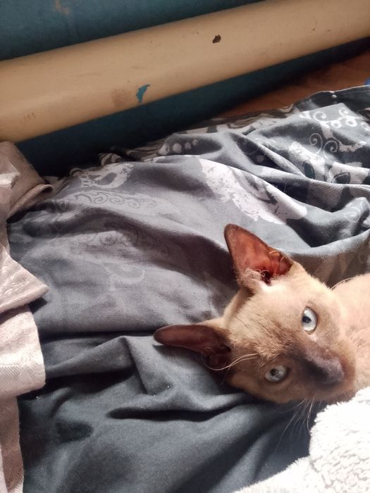 Продам котёнка девон рекс