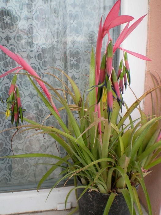 Распродажба саксийни цветя