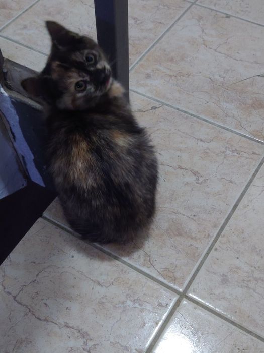 Отдам котят в хорошие руки