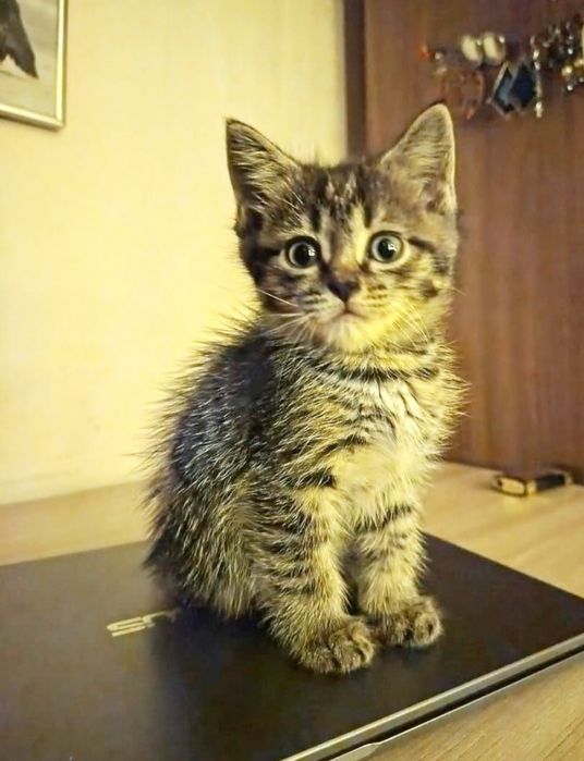 Котики и кошечки.Ласковые.